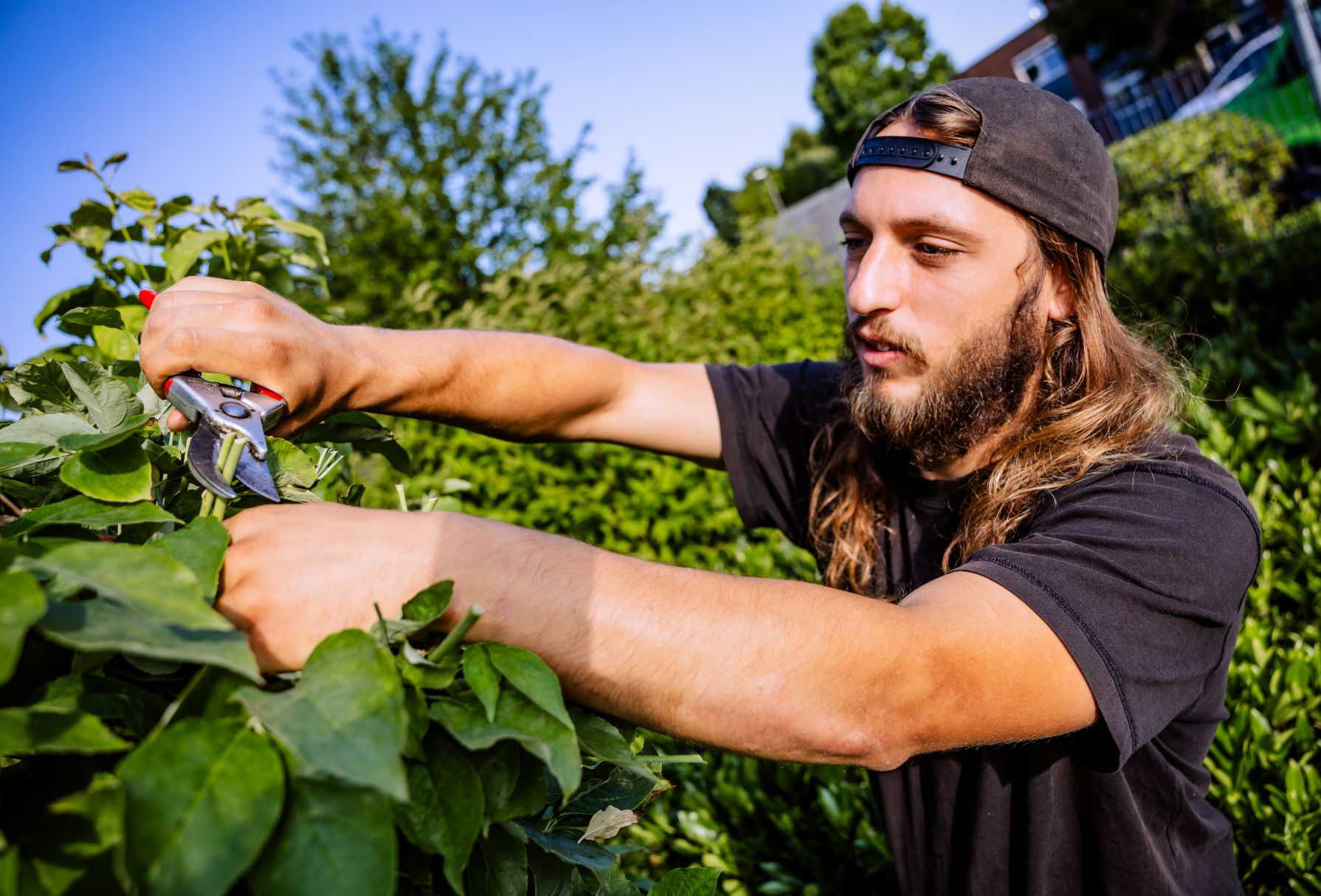 Mitarbeiter beim Heckenschnitt
