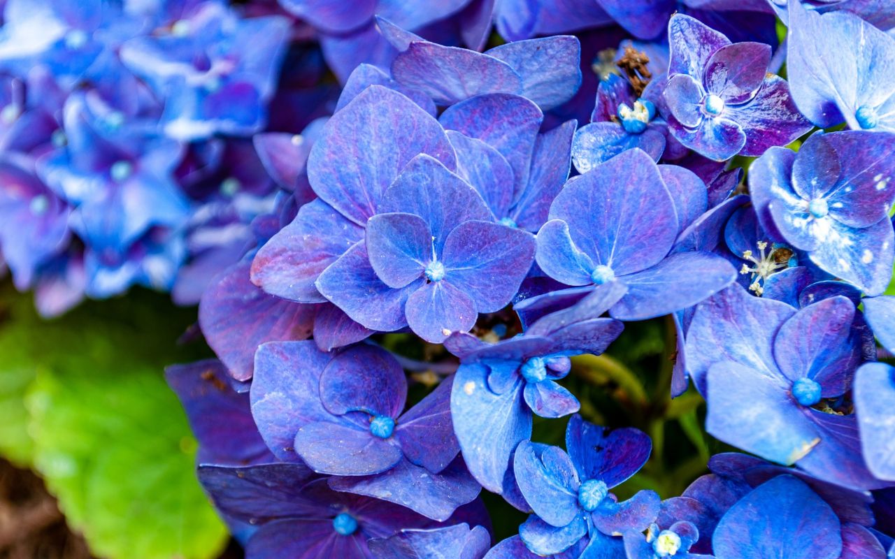 Hortensie