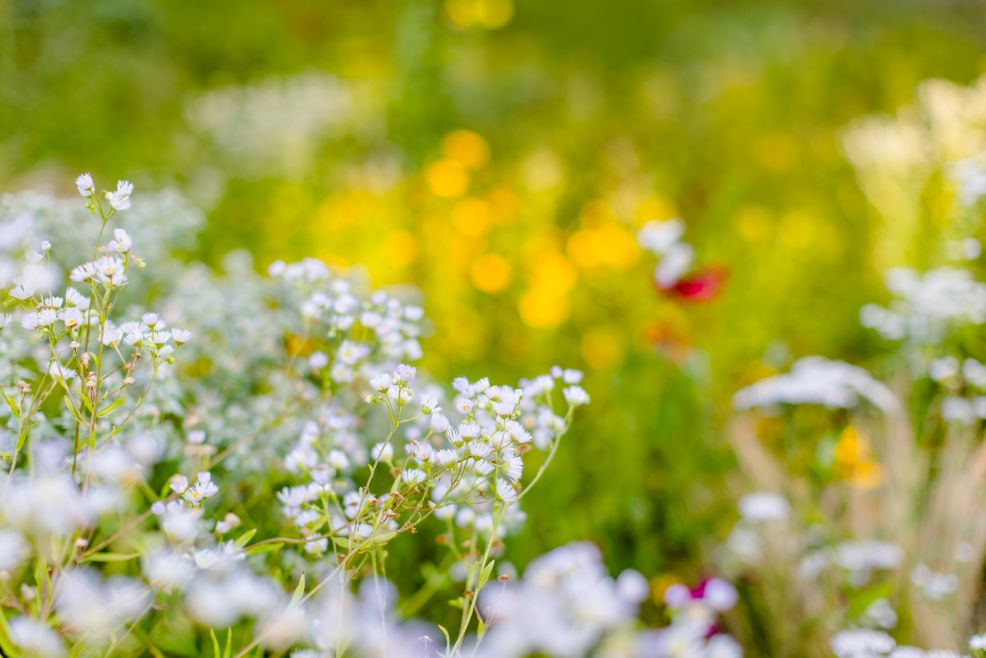 Staudenmischung, pflegeleichte Beete, Beetbepflanzung