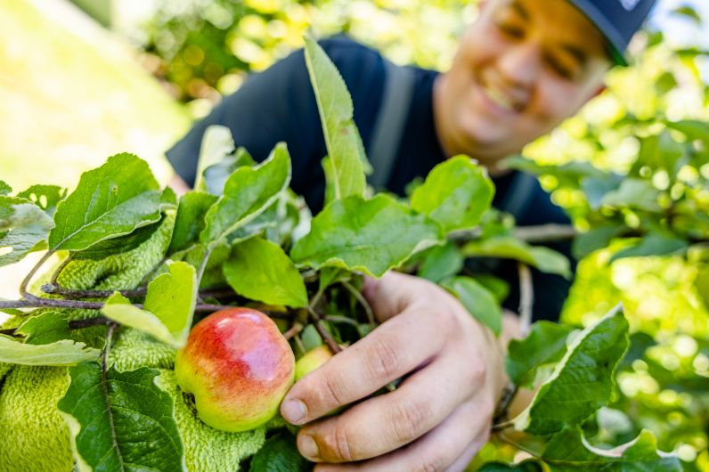 Eine Person pflückt lächelnd einen rot-gelben Apfel von einem Baum. Die Hand greift vorsichtig durch grüne Blätter, im Hintergrund ist der Mensch unscharf, aber freundlich erkennbar.