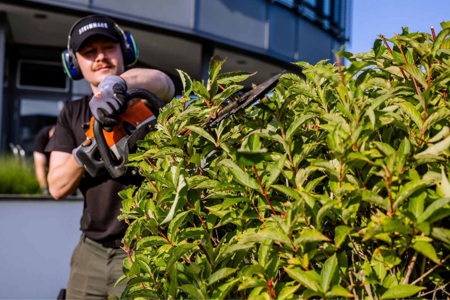 Kollege, der eine Hecke schneidet